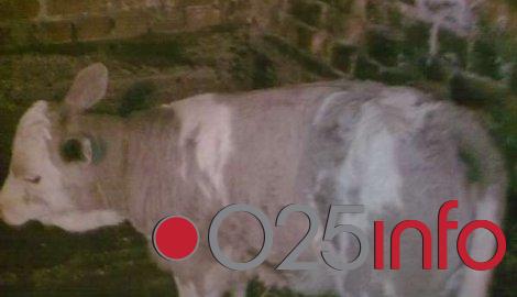 I krava Đurđa u selu Grčac otelila ljubičasto tele