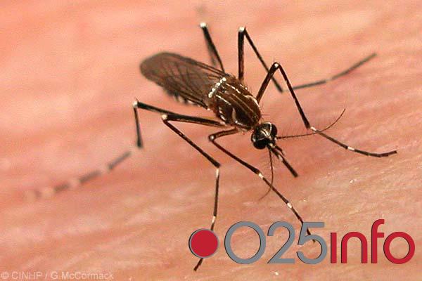 Toplo vreme probudilo komarce 