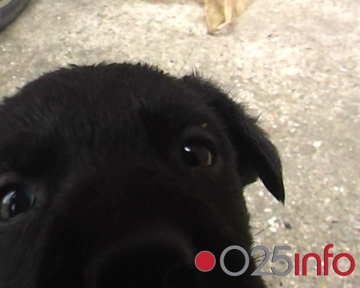 Smiljanića osudili i nacionalni mediji