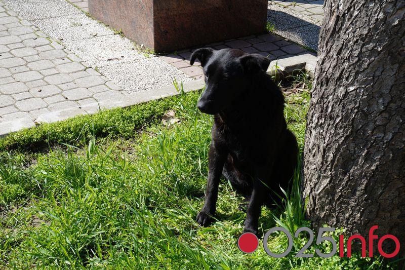 Rešenje za pse lutalice do kraja meseca?