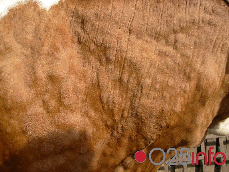 Vlada: bolest kvrgave kože kod goveda nije zarazna