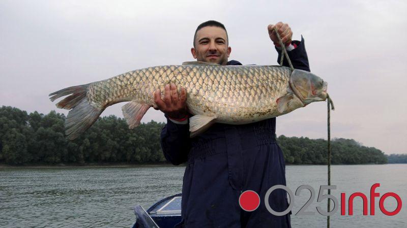 U Apatinu ulovljen amur težak 20 kilograma