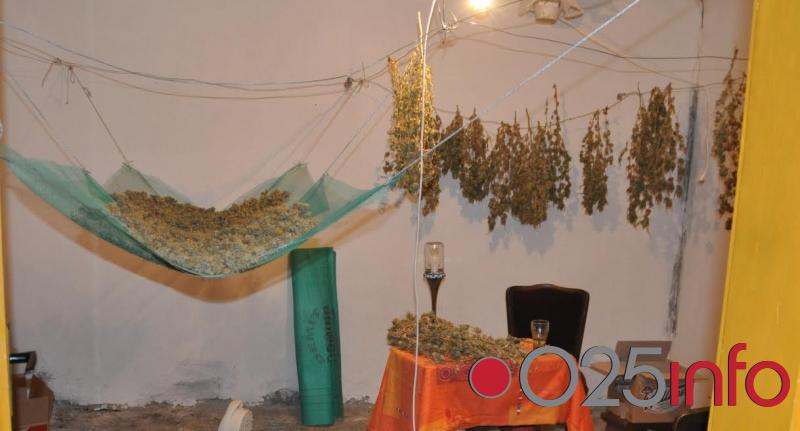 Somborci uhapšeni zbog proizvodnje i prodaje droge