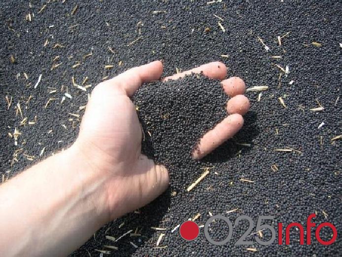 Uljana repica ponovo na njivama zapadne Bačke