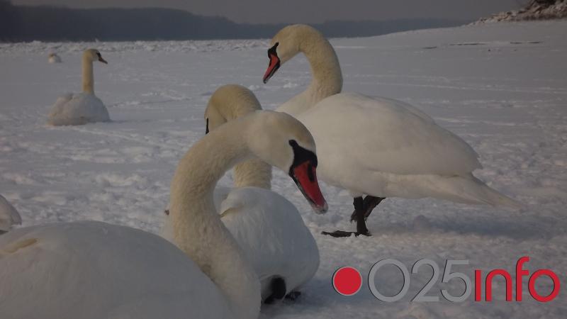 Dunav i dalje pod ledom. Spekulacije o zarobljenim i ugroženim labudovima neistinite (video)