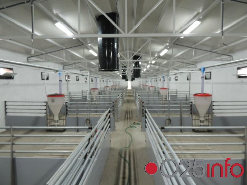 Moderna farma za tov svinja u Bačkom Brestovcu