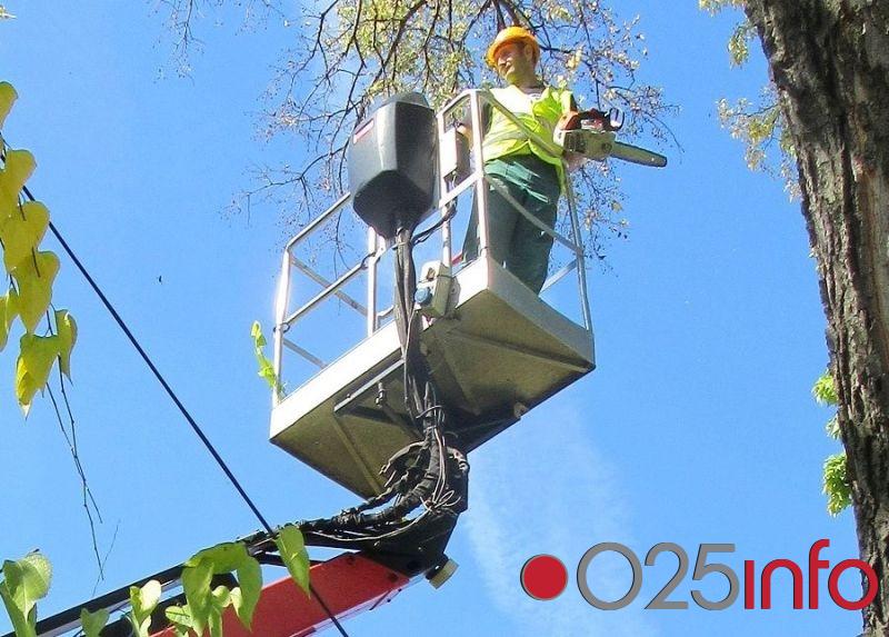 U Somboru tokom prošle godine orezano 3062 stabla 