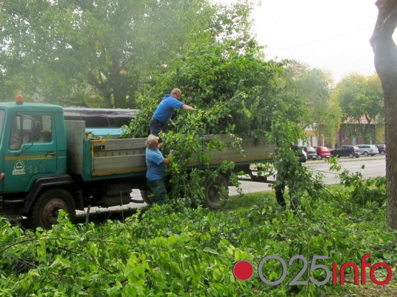 Orezivanje bođoša na Staparskom putu u Somboru