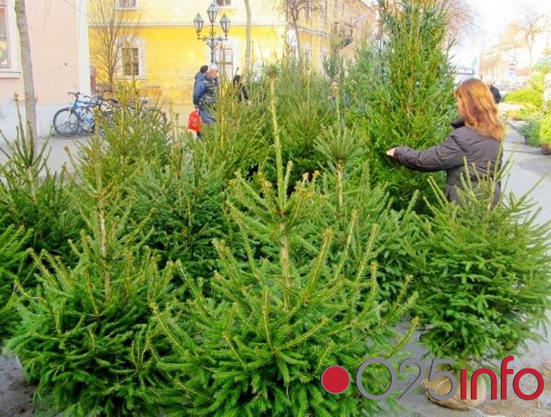 Sombor: Prodaja novogodišnjih jelki sa busenom