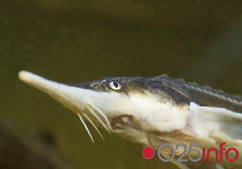 Stupila na snagu trajna zabrana lova kečige