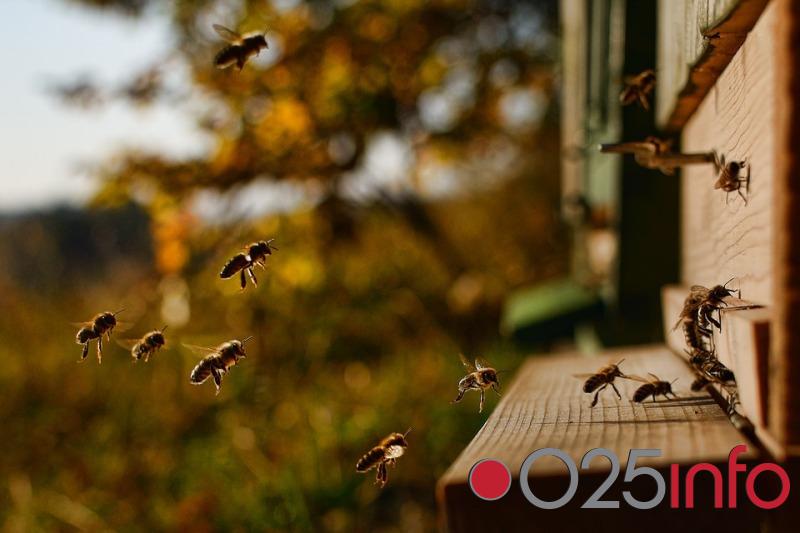 U petak u Apatinu predavanje namenjeno pčelarima