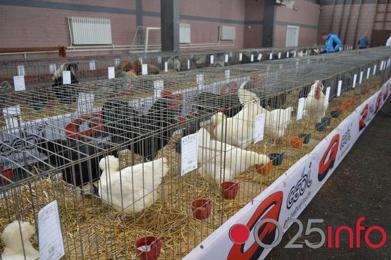 U Somboru održan 43. Međunarodni sajam peradarstva (FOTO)