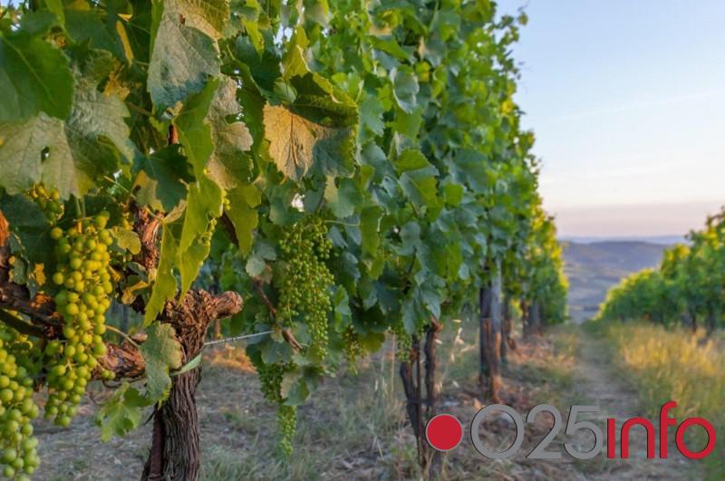Država pomaže vinogradare - I do 5.000 evra bespovratne pomoći