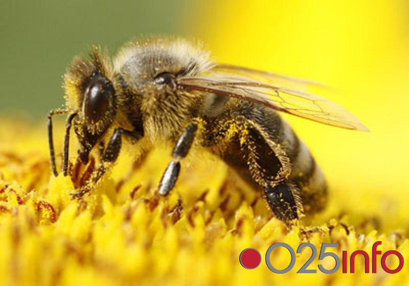 U nedelju u Karavukovu tradicionalno savetovanje pčelara