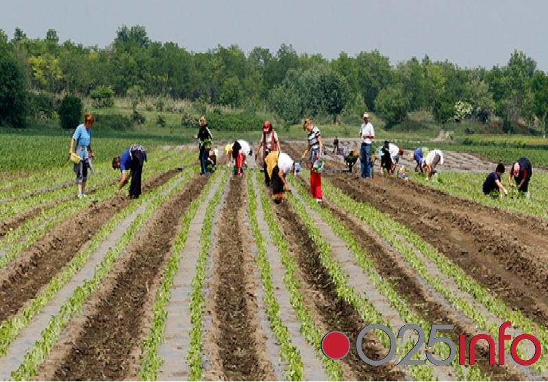 U četvrtak u Somboru obuka s temom novog zakona o prijavi sezonskih radnika u poljoprivredi