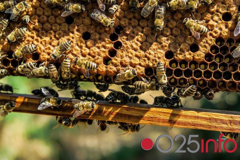 Novi konkurs za sufinansiranje investicija u pčelarstvu 