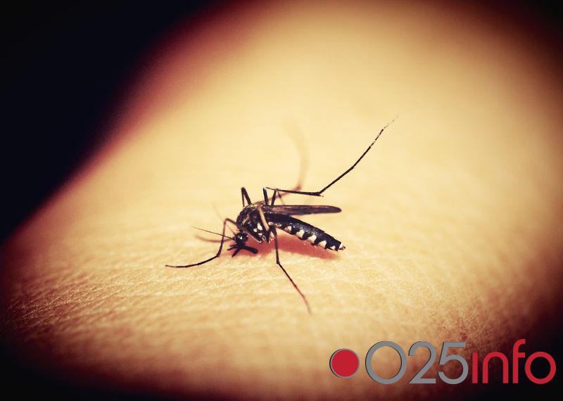 Tretmani protiv komaraca u Apatinu od 24. juna  
