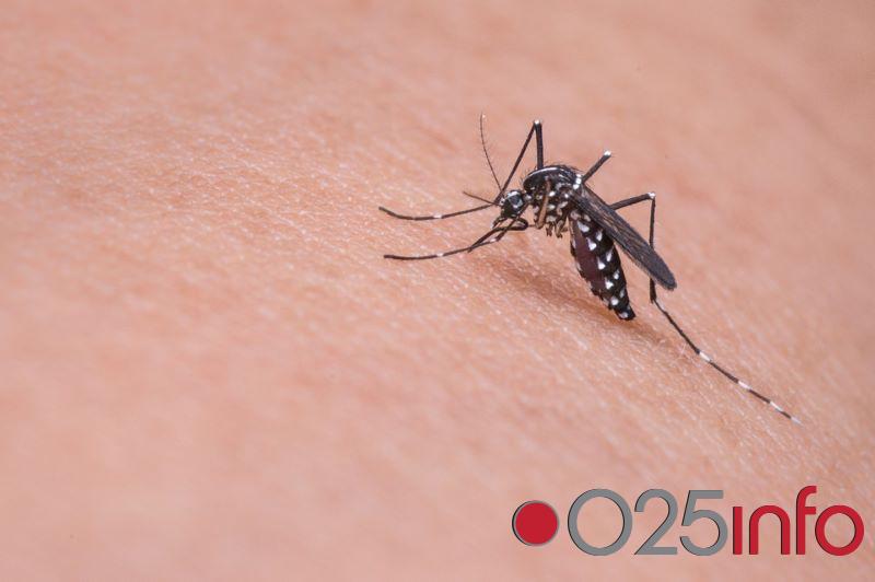 Tretman suzbijanja odraslih formi komaraca u Somboru 