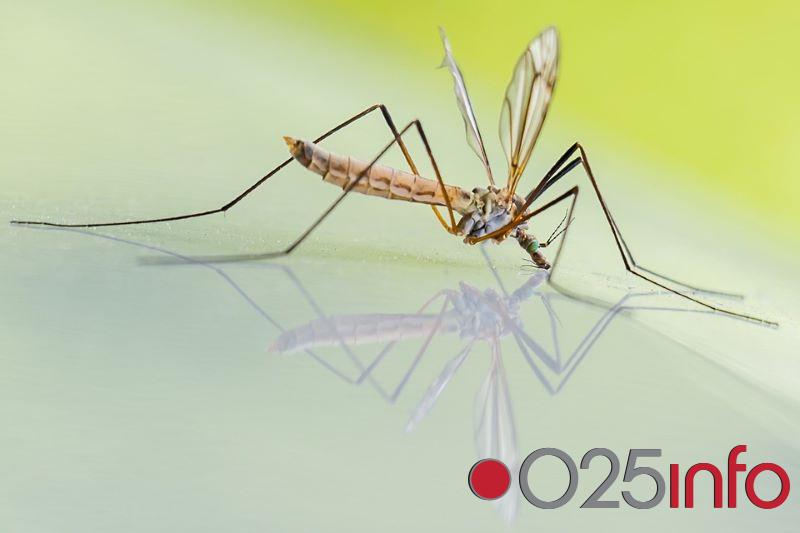 Tretman suzbijanja komaraca sutra u Apatinu 
