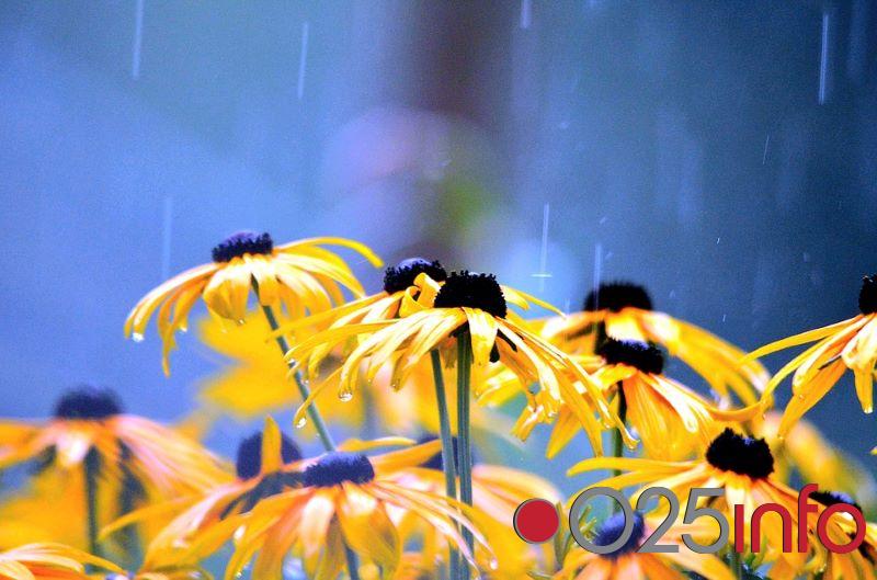 Danas u Apatinu kiša, popodne razvedravanje 