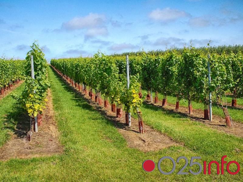 Obavezan upis u Vinogaradarski registar i parcela sa manje od deset ari