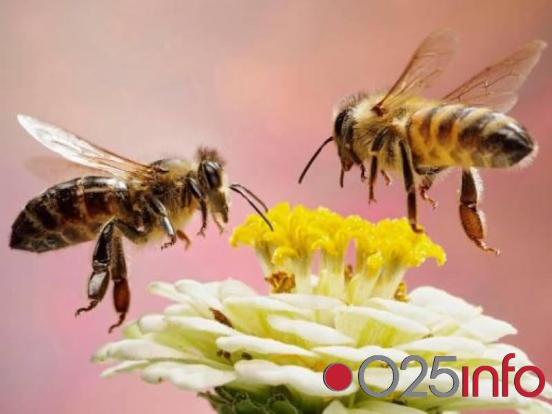 SPOS pokrenuo izradu katastra pčelinjih paša