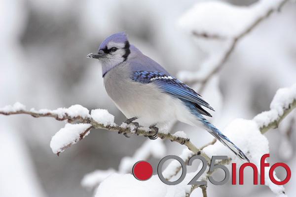 Počinje brojanje ptica