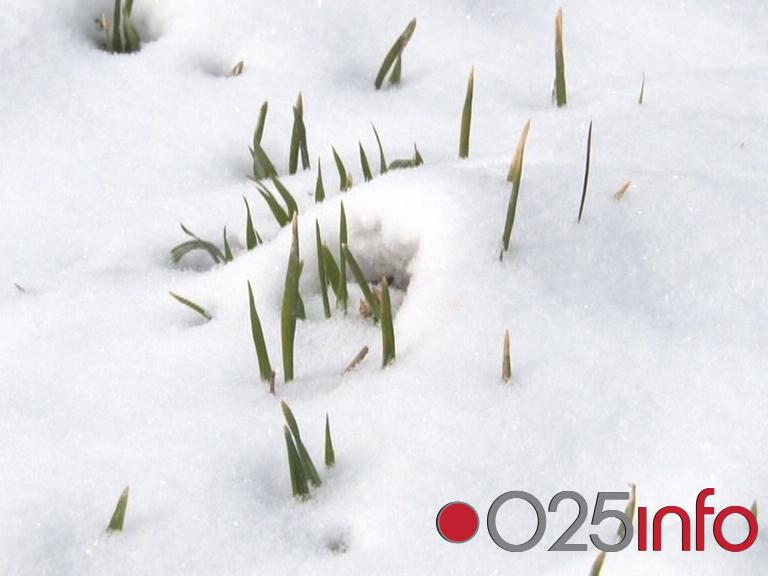 Snežni pokrivač zaštitio pšenicu