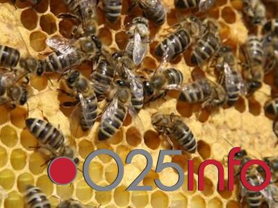 Predavanja putem interneta za apatinske pčelare