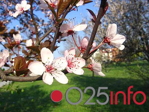 Opet kreće proleće